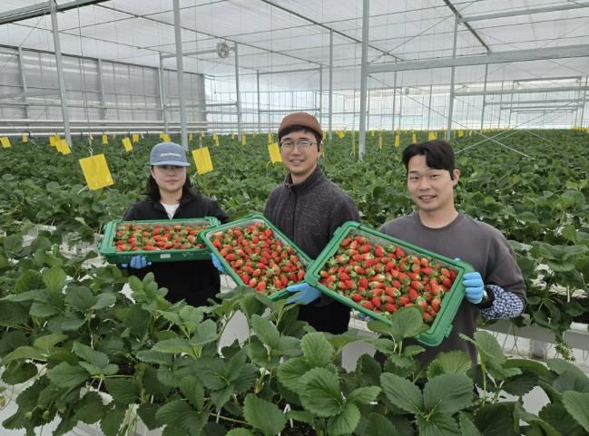 경북도 내 첫 수출 스타트, 상주 딸기 베리굿!