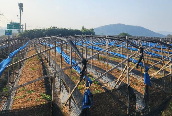 영광군, 한파·대설 대비 농업시설물 집중 점검