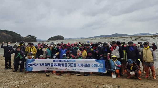 지난 18일 지곡면 도성리, 대요리 일원 갯벌에서 진행된 갯끈풀 제거 작업