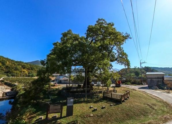 함안 영동리 회화나무