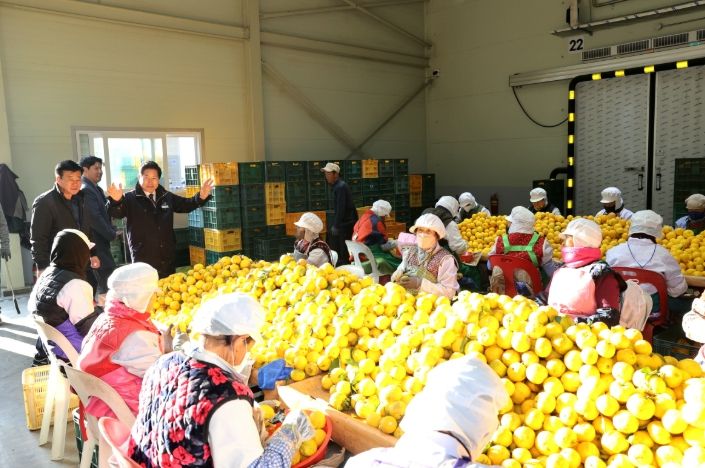 고흥군, 2025년산 고흥 유자 본격 수확과 수매