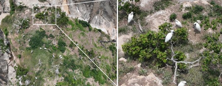 순천만, 멸종위기 저어새 번식 첫 확인