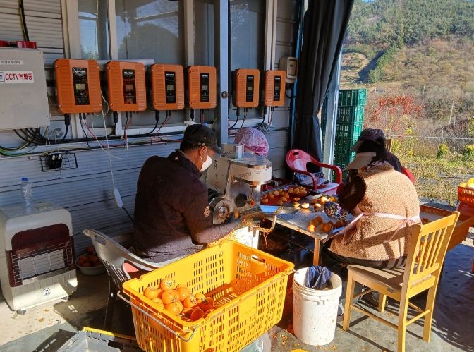 청정 자연이 빚은 순천 꿀 곶감 생산 본격화