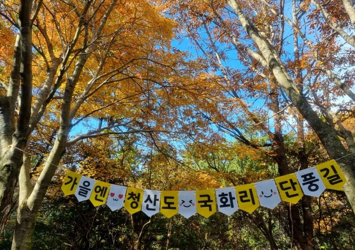 완도 청산도 단풍길 전경