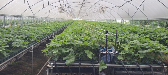 지역특화작목 ‘딸기묘’, 프리미엄 시장 도약 발판