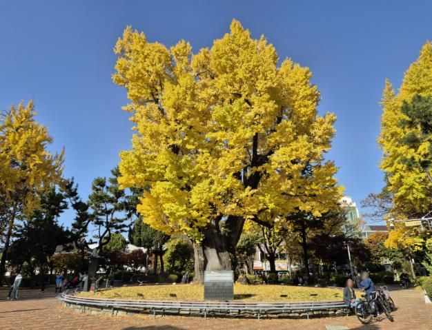 청주 압각수, 천연기념물 지정 예고… 청주서 세번째
