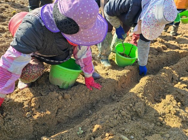 동서강정원 청령포원에 어수리 식재