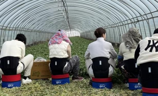 농작업용 편의의자 착용 뒷모습.