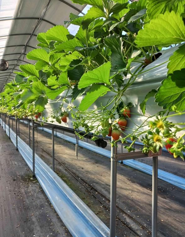 원주 치악산딸기, 달콤한 겨울 출하 시작