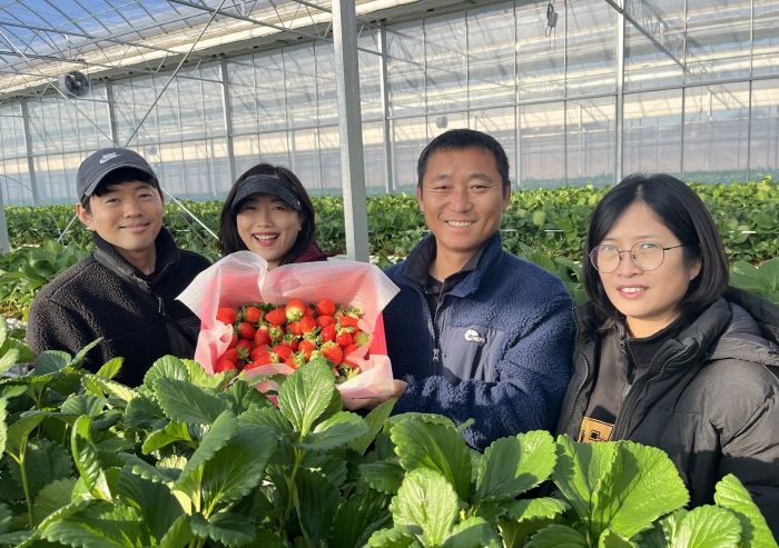 스마트팜에서 딸기를 재배한 농가의 모습