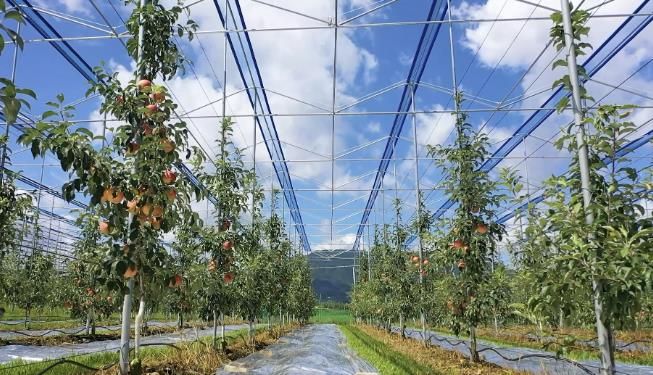 보은군, 스마트 과수원 특화단지 조성 공모사업 선정...충북 최초 스마트 과수원 특화단지 조성