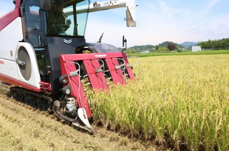 벼 수확 사진