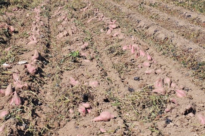 가공용 고구마 '다원미'