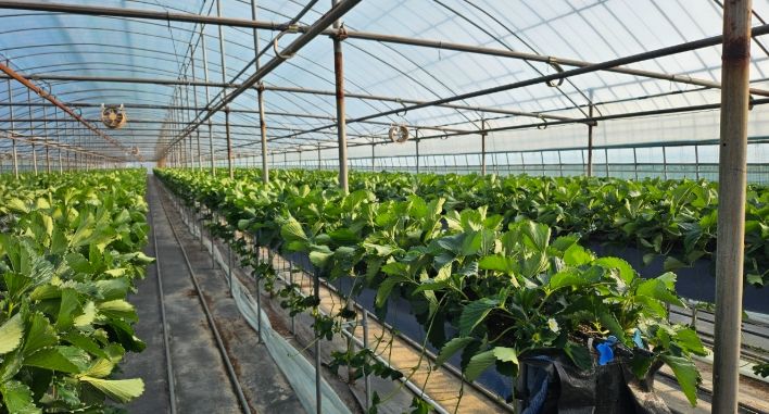 ‘프리미엄 딸기의 시작’ 건강한 딸기묘 공급체계 완성