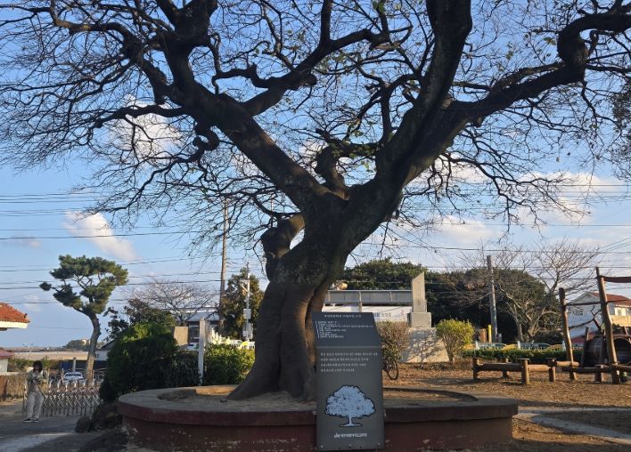 표선초 팽나무 ‘2025년도 아름다운 나무’ 지정