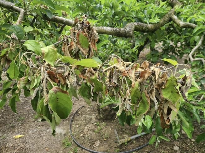 과수화상병 사진