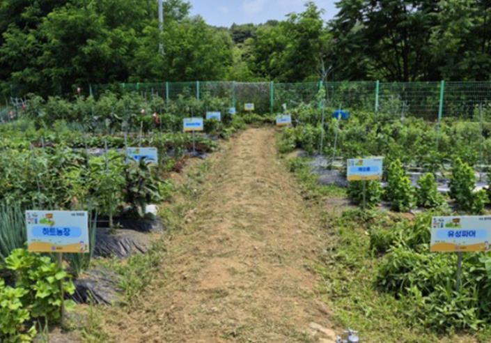 지난해 운영한 공동체 텃밭 사진