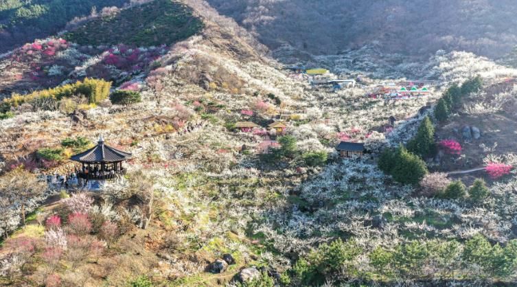 광양시 2026년 붉은 말처럼 힘차게 도약...광양관광 ‘박차’ - 관광과(광양매화마을)