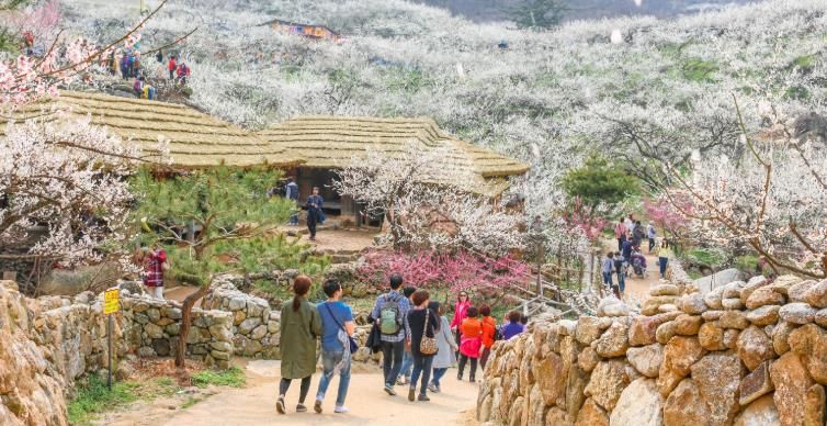 광양매화축제 ‘2026년 전라남도 대표축제’ 선정...4년 연속 쾌거 - 관광과(매화축제전경)