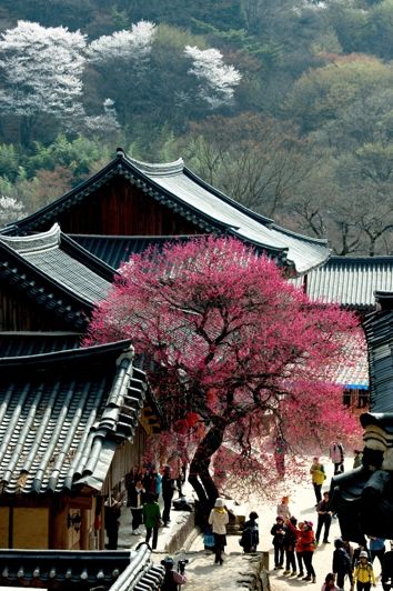 전남관광사진대전 수상작- 매혹의 홍매(구례 화엄사)