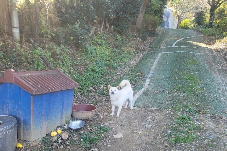 김해시, 2026년 마당개 중성화 지원사업 추진