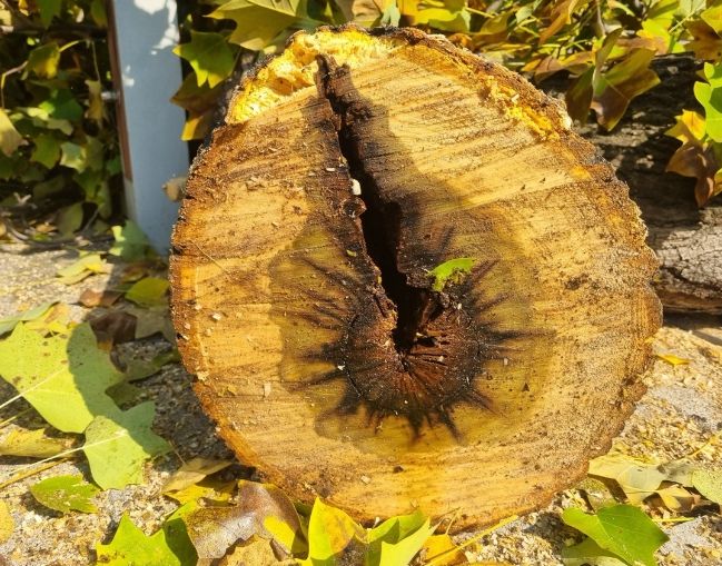 위험 가로수 선제적 정비로 구민 안전 강화