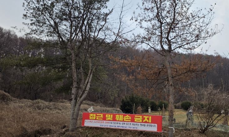 소나무재선충병 감염목