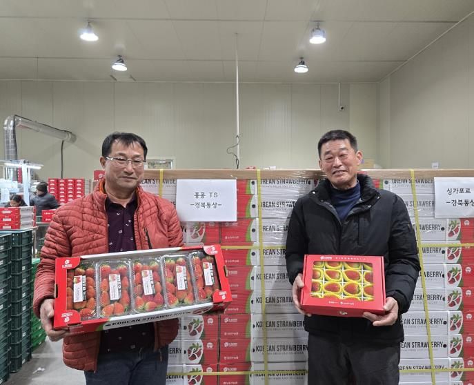상주시, 설 명절에도 수출용 딸기 농가의 불은 Very-Berry Bright!