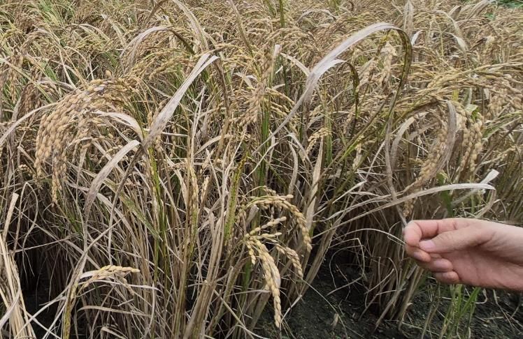 깨씨무늬병 피해 입은 벼