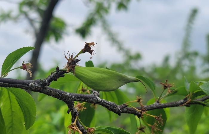 경북도, 친환경 자두 주머니병 방제는 발아기부터 시작