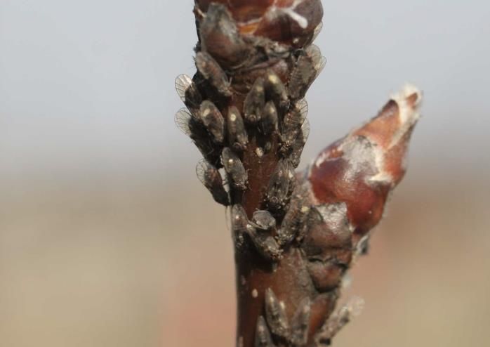 상주시, 2026년 주경배나무이 방제 적기는?