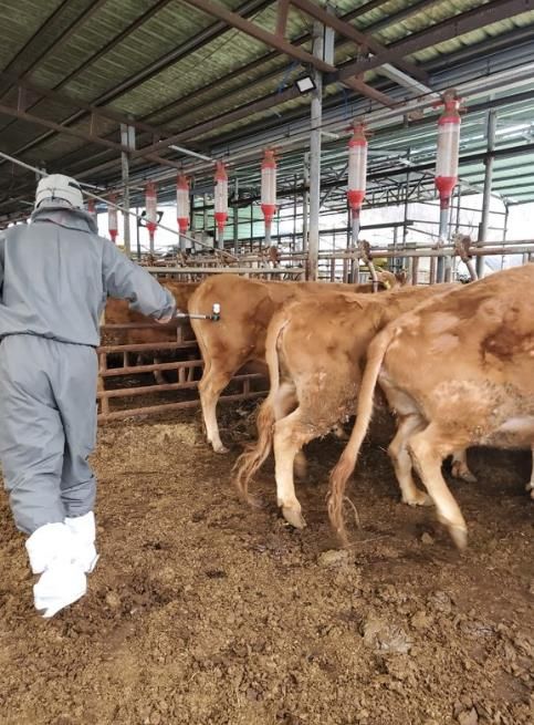 보은군, 구제역 확산 차단 위해 상반기 일제접종 앞당겨 실시