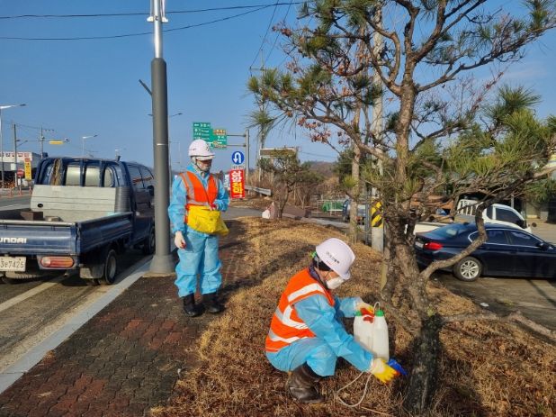 영주시는 오는 2월25일부터 도심 주요 경관 수목을 보호하기 위해 예방나무주사 사업을 추진한다.