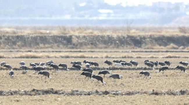 2026년 2월 10일 천수만에서 관찰된 흑두루미 모습