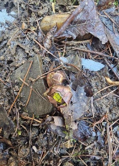 이른 봄의 전령사 ‘복수초’ 꽃망울 맺어