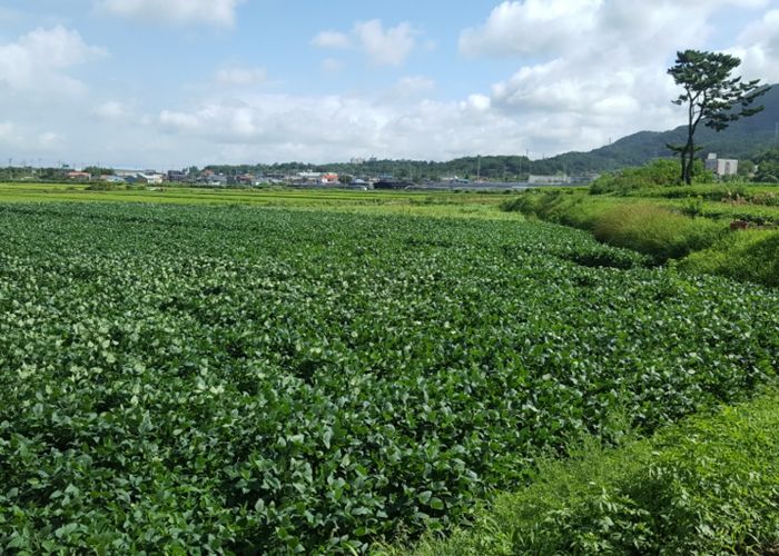 사천시, 논 타작물 재배 지원사업 추진