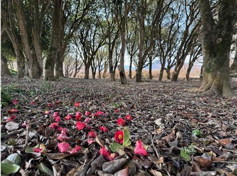 묵촌마을, 붉은 동백꽃이 ‘뚝뚝’