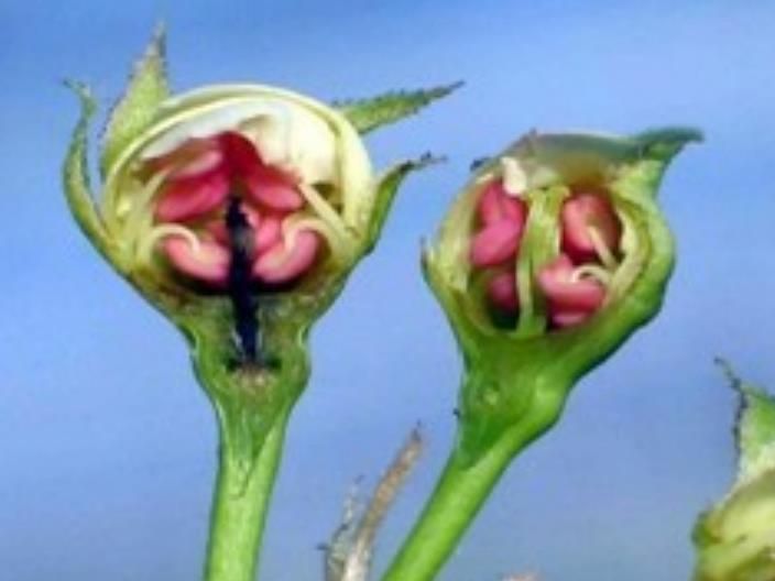 저온피해 배곷, 정상 배꽃