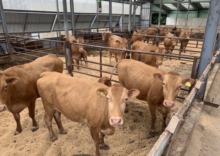 양양 우량 한우