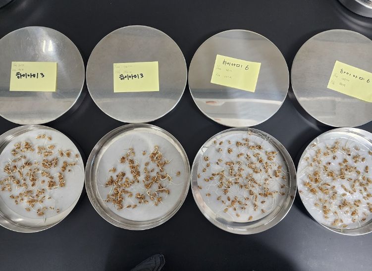 지난해 ‘깨씨무늬병’ 발생 잦아 자가채종 종자 활력 저하 우려