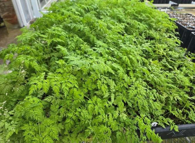 전남산림연구원-전호