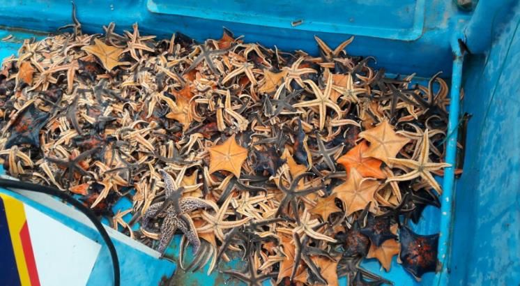 양양군 어업인들이 연안어장에서 포획한 불가사리 사진