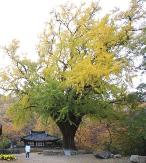 금성대군 넋 깃든 은행나무, 국가산림문화자산 추진