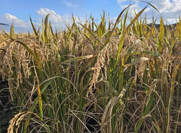 사천시, 벼 깨씨무늬병 대응 사전관리 철저 당부