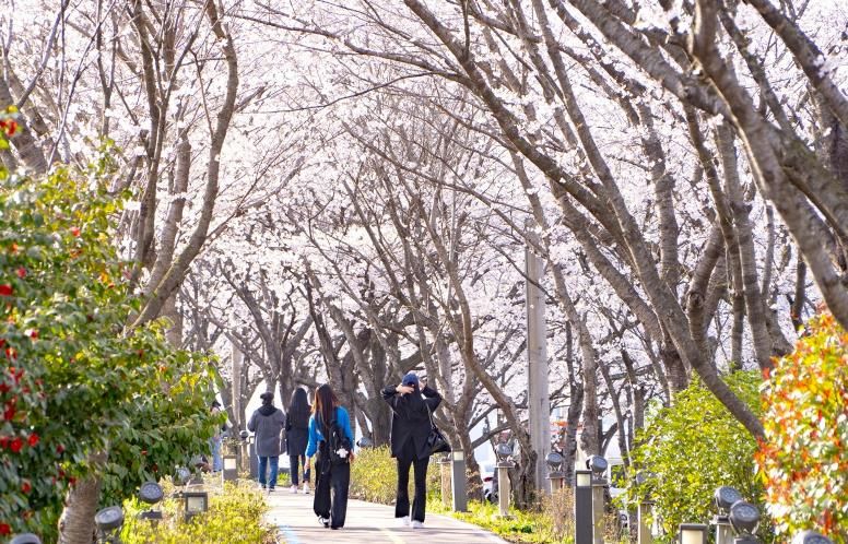나주시가 오는 28일 영산포 풍물시장 일원에서 제3회 영산포 봄 벚꽃 버스킹 축제를 개최한다. 사진은 2025년도 제2회 영산포 봄 버스킹 행사 사진.