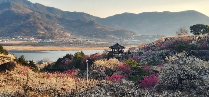 제25회 광양매화축제, 매화 만개 속 방문객 발길