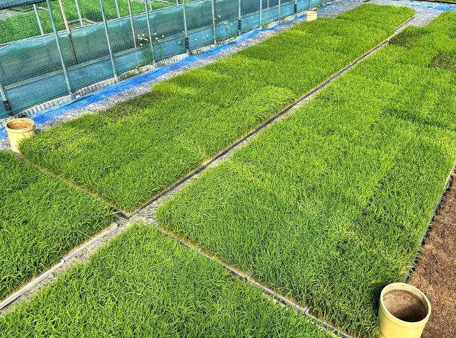 충북농기원, 벼농사 첫걸음 _볍씨 소독_ 당부(못자리 육묘관리)