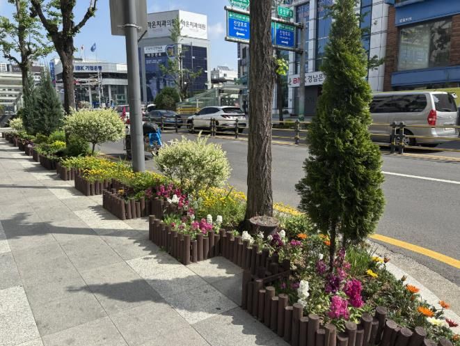 진주시, 봄꽃 향기 가득한 원도심... 활력의 거리로 피어나다