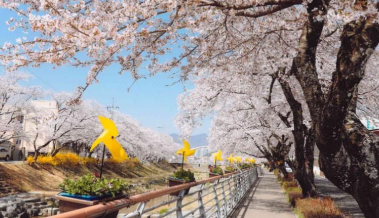 지난해 금산천 봄꽃