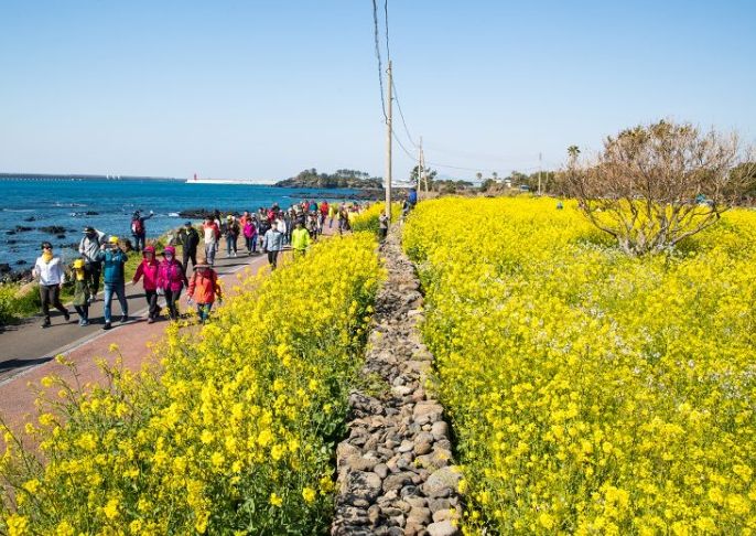서귀포 유채꽃국제걷기대회